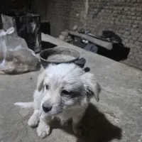 توله شیتزو وهاسکی باهوش 4 ماهه عروسکی