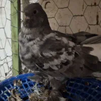 نوچه ۵ بنده|پرنده|بهبهان, |دیوار