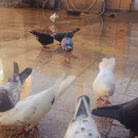 بهترین کبوتر های پرشی اصیل دور زدن بالا ۴ ساعت|پرنده|آبدانان, |دیوار