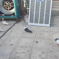 فروش فوری 23کبوتر همه نوع با جوجه هاش|پرنده|لنجان, |دیوار