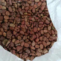 باقلا بذری برکت وگندم