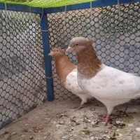 یک جفت کبوتر کله زرد