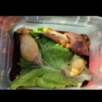 حلزون|خزنده|ساوه, |دیوار