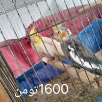عروس هلندی|پرنده|لنگرود, |دیوار