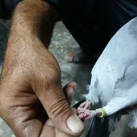 یک عدد کبوتر پلاکی|پرنده|آذرشهر, |دیوار
