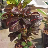 گلخانه سالار|خدمات باغبانی و درختکاری|کوچصفهان, |دیوار