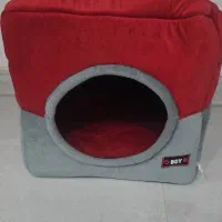 گربه بریتیش|گربه|قشم, |دیوار