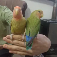 یه جفت کوتوله دستی