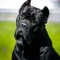 اصیل ترین توله کن کورسو ها و ژرمن روتوایلر دوبرمن