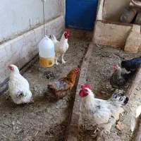 مرغ نژاد دار