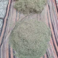آویشن خشک وتازه