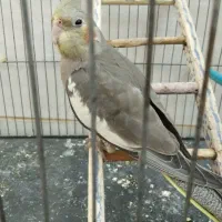 هلندی عروس