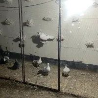 کفتر بوم|پرنده|رضویه, |دیوار