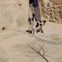 سگ نگهبان