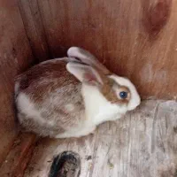 خرگوش نر خوش رنگ