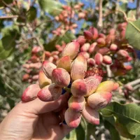 فروش انواع نهال مرغوب مستقیم از نهالستان|خدمات باغبانی و درختکاری|تاکستان, |دیوار