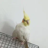 عروس هلندی ماده لوتینو|پرنده|آمل, |دیوار