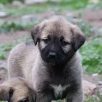 واگذاری توله سگ|سگ|گرگان, |دیوار