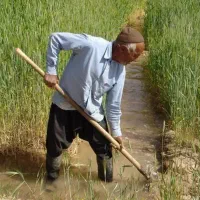 سرکارگری نیرویه کار کشاورزی