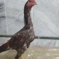 اوشامو المانی