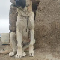واگذاری توله سگ پژدر
