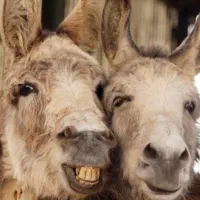 کلاغ نقره ای چینگ کوتاه نر