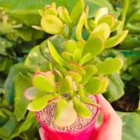 هدیه گل طبیعی