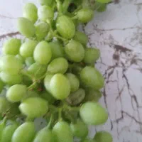 غوره فرخی هزار کیلو درجه یک