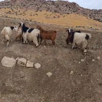 فروش 15 عدد بز نشانه دار جوان