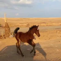 سیلمی خالص ایرانی جهت کشش