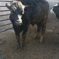 گاو|حیوانات مزرعه|سیدآباد, |دیوار