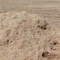 کاه تمیز کمباین  سبز همدانی
