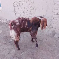 بز نر۱ساله|حیوانات مزرعه|هامون, |دیوار