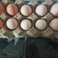 تخم مرغ