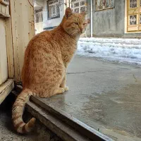 گمشده