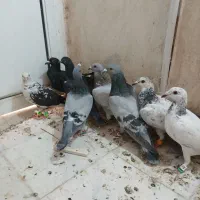 کفتر بازی هستن آلمانی و رنگه|پرنده|تربتحیدریه, حاجی یار|دیوار