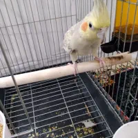 عروس هلندی ماده|پرنده|نسیمشهر, |دیوار