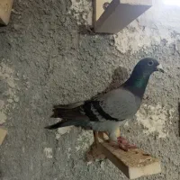 کفتر کبوتر سرور پلاکی