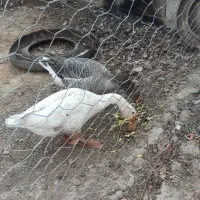 دوتا غاز محلی سالم|حیوانات مزرعه|کلاله, |دیوار