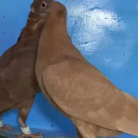 ۳تا جوجه کرمونی کاکلی هیچ پری عروسک