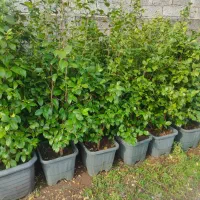 فروش کاملیا|گل و گیاه طبیعی|چابکسر, |دیوار