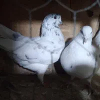 کفتر پرشی همه غریب گیری بلندی|پرنده|رباط‌کریم, شترخوار|دیوار