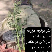 بذر یونجه پایه بلند با تناژ 9تن در هکتار|خدمات باغبانی و درختکاری|بندرعباس, |دیوار