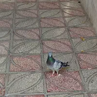 200 پرشی|پرنده|قوچان, |دیوار