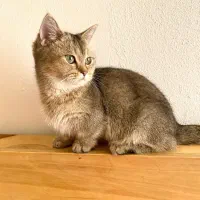 گربه مانچیکین ماده