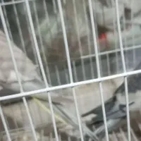 عروس هلندی|پرنده|تربت جام, اسماعیل آباد|دیوار