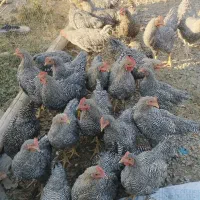 خروس امروک اصل جوجه امروک اصیل تخم مرغ  نطفه دار