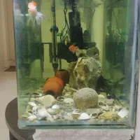 آکواریوم شیشه خم60*30|ماهی|همدان, |دیوار