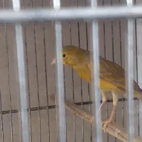 قناری سبز و زیتونی ماده