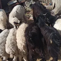 بره و کره فروشی|حیوانات مزرعه|جزنیک, |دیوار